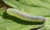 Monophadnus pallescens